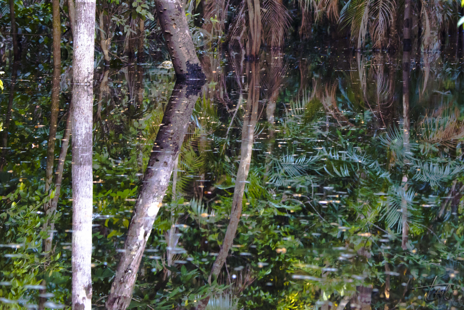 Forêt amazonienne